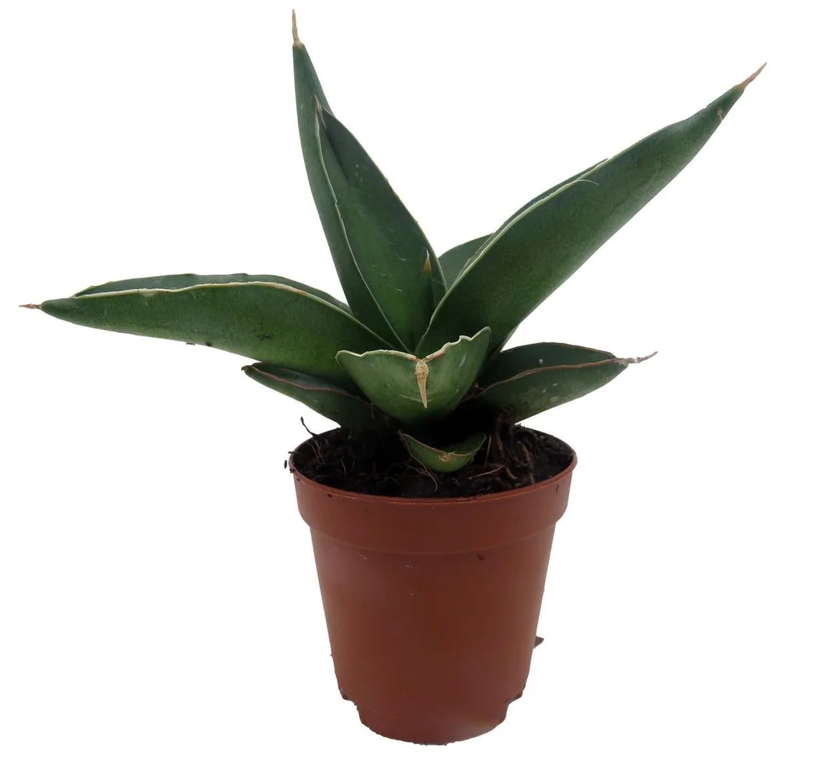 Sansevieria Samurai Snake Plant - Live Houseplant - 2 inch Pot - Indoor - Image 3