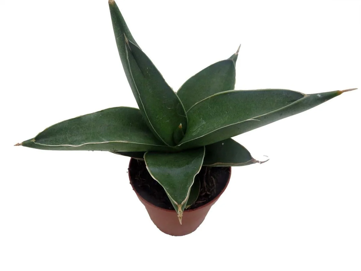 Sansevieria Samurai Snake Plant - Live Houseplant - 2 inch Pot - Indoor - Image 4