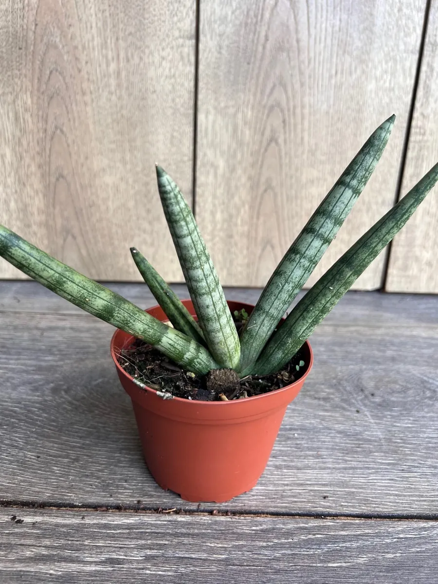 Sansevieria Starfish Live Plant - 4 inch Pot - Easy Care Indoor Succulent - Image 2