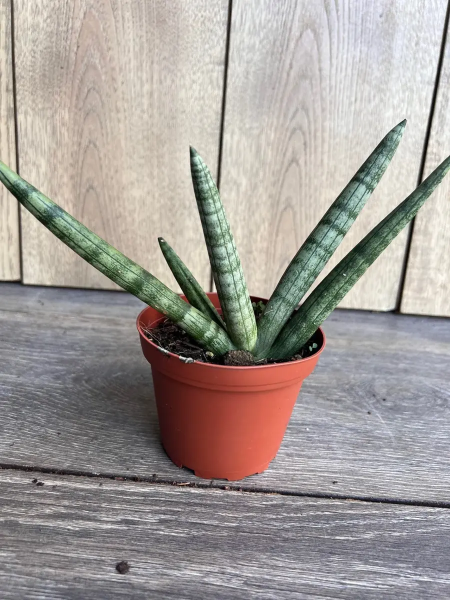 Sansevieria Starfish Live Plant - 4 inch Pot - Easy Care Indoor Succulent - Image 3