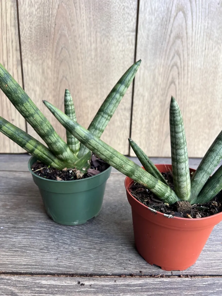 Sansevieria Starfish Live Plant - 4 inch Pot - Easy Care Indoor Succulent - Image 5