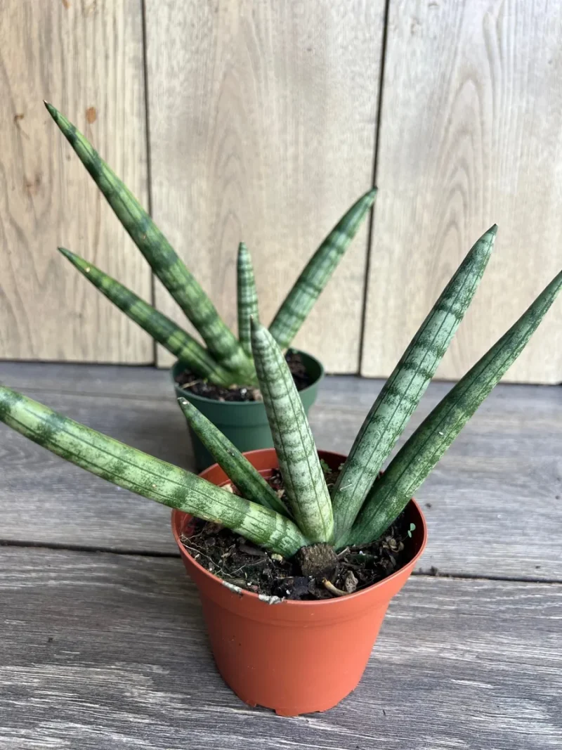 Sansevieria Starfish - Snake Plant - Care Tips for Growing Sansevieria 4" Pot by Succulents Box