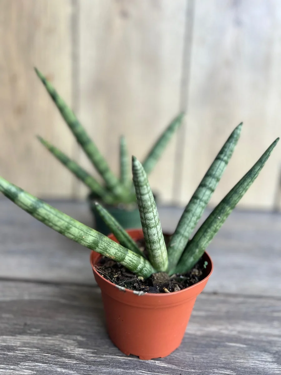 Sansevieria Starfish Live Plant - 4 inch Pot - Easy Care Indoor Succulent - Image 7