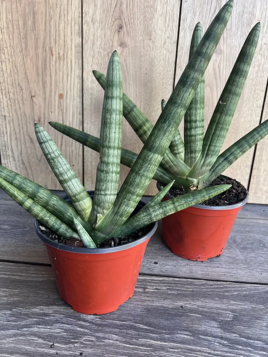 Sansevieria Starfish Live Plant - 4 inch Pot - Easy Care Indoor Succulent - Image 1