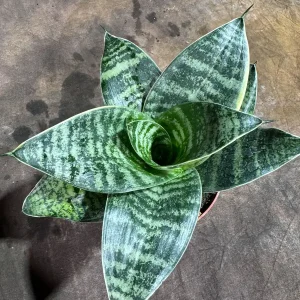 Sansevieria Trifasciata 'Hahnii' Bird's Nest Snake Plant 4" Pot - Live Indoor Houseplant - Image 2