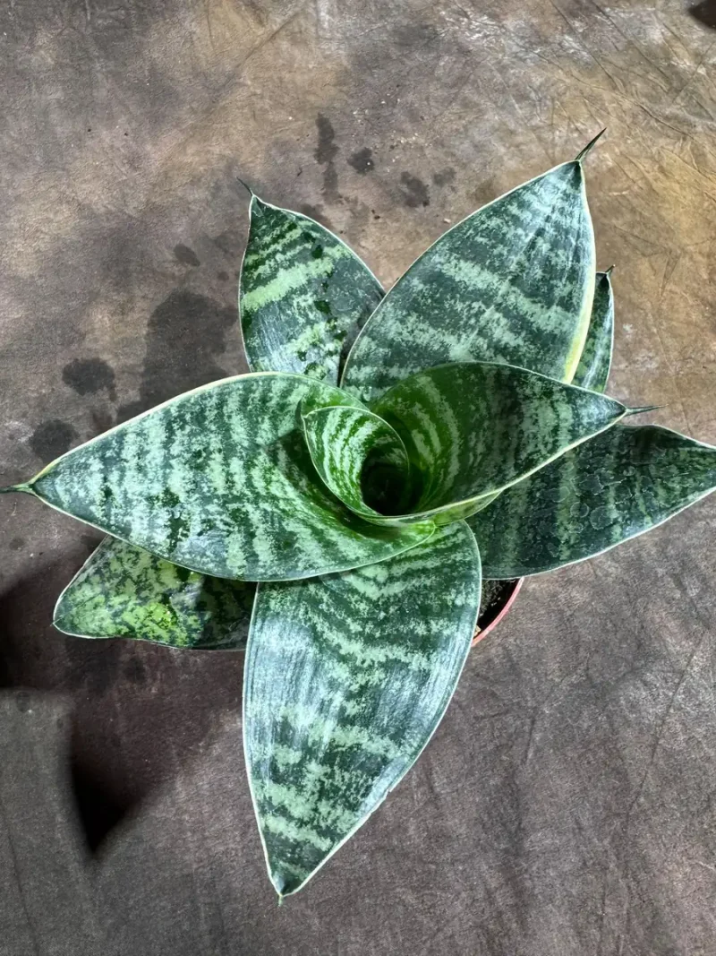 pothos leaf 4