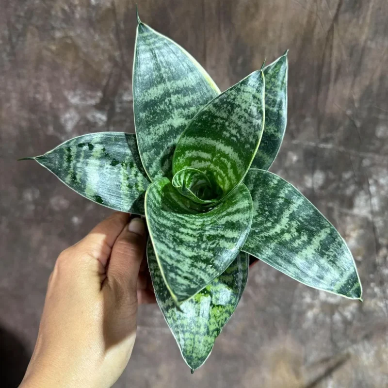 Stunning Sansevieria Birds Nest Snake Plant Pictures