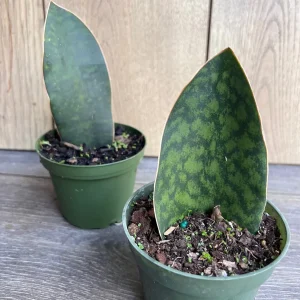 Sansevieria Whale Fin Snake Plant Live Plant – 4 inch Pot – Easy Care Indoor - Image 1