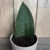 Sansevieria Whale Fin Snake Plant Live Plant – Masoniana – 6 inch Pot – Indoor - Image 1
