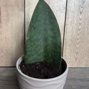 Sansevieria Whale Fin Snake Plant Live Plant – Masoniana – 6 inch Pot – Indoor - Image 2