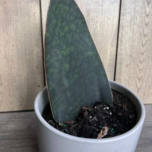 Sansevieria Whale Fin Snake Plant Live Plant – Masoniana – 6 inch Pot – Indoor - Image 4