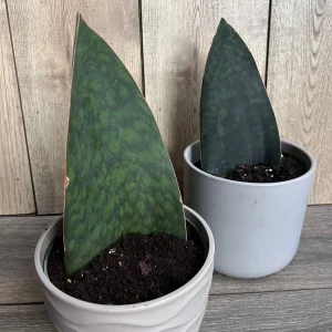 Sansevieria Whale Fin Snake Plant Live Plant – Masoniana – 6 inch Pot – Indoor - Image 7