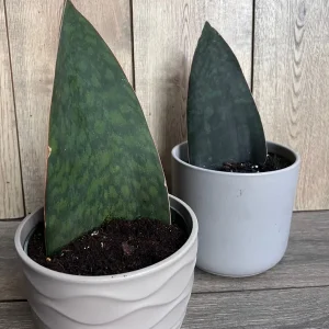 Sansevieria Whale Fin Snake Plant Live Plant – Masoniana – 6 inch Pot – Indoor - Image 8