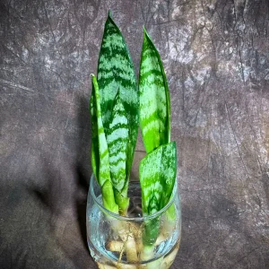 Sansevieria Zeylanica Baby Plant - 2