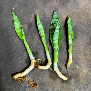 Sansevieria Zeylanica Baby Plant - 2
