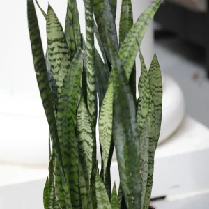 Sansevieria Zeylanica Live Plant – Large Snake Plant – 10 Inch Grow Pot – Low Light Indoor Houseplant - Image 4