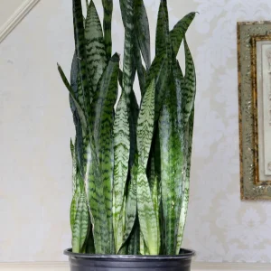 Sansevieria Zeylanica Live Plant – Large Snake Plant – 10 Inch Grow Pot – Low Light Indoor Houseplant - Image 6