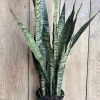 Sansevieria Zeylanica Live Plant – Snake Plant – 6 inch Pot – Indoor - Image 1
