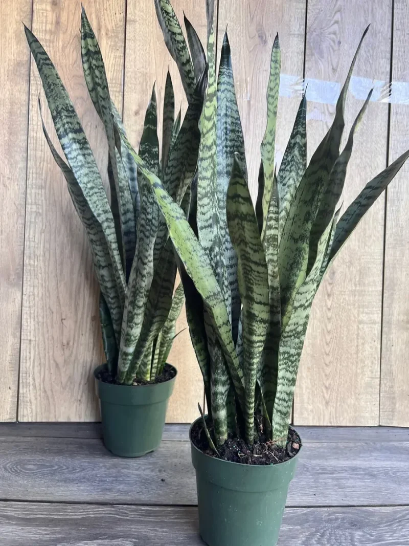 Sansevieria Zeylanica | Snake Plant | 6" Pot | Easy Care Houseplant