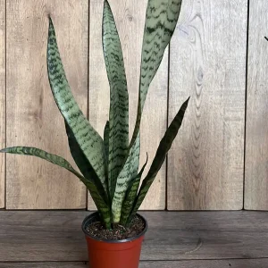 Sansevieria Zeylanica Snake Plant – Live Indoor Houseplant – 4 inch Pot - Image 3