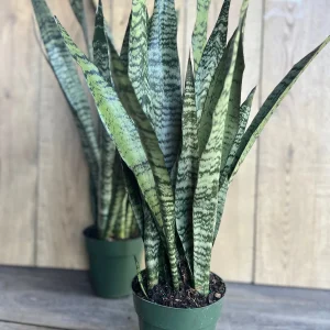 Sansevieria Zeylanica Snake Plant – Live Indoor Houseplant – 4 inch Pot - Image 1