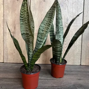 Sansevieria Zeylanica Snake Plant – Live Indoor Houseplant – 4 inch Pot - Image 6