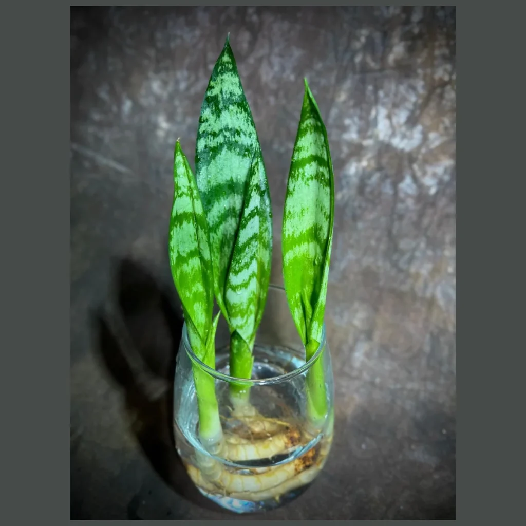 pothos neon plant 8in Hanging Neon Pothos main image 1