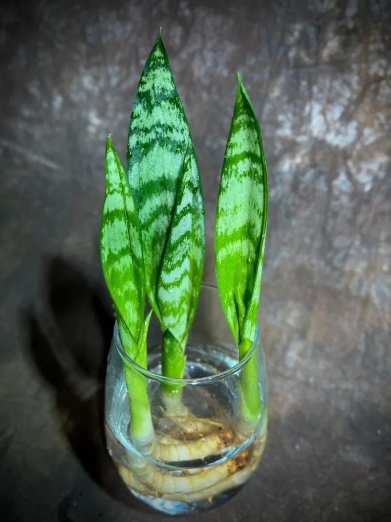 heart shaped pothos Heartleaf Philodendron Plant (Philodendron hederaceum) – Jungle Relics