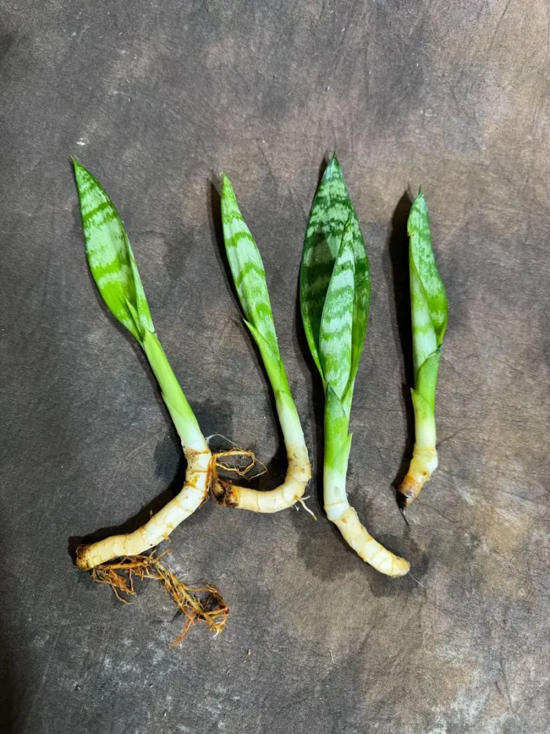 Sansevieria Zeylanica Snake Plant - Easy Care Indoor Houseplant