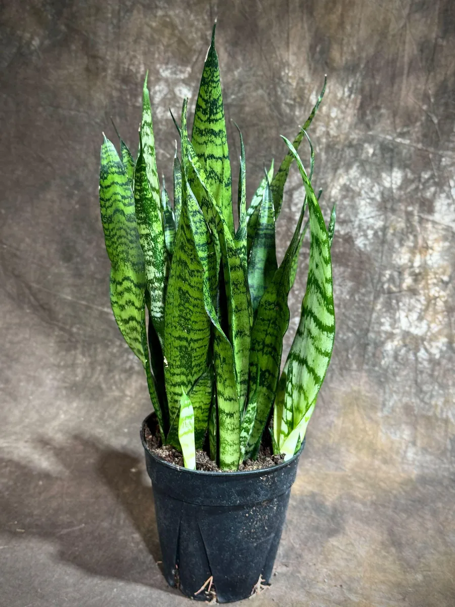 Sansevieria Zeylanica Snake Plant Live Plant – 6 inch Pot – Indoor Air Purifier - Image 2