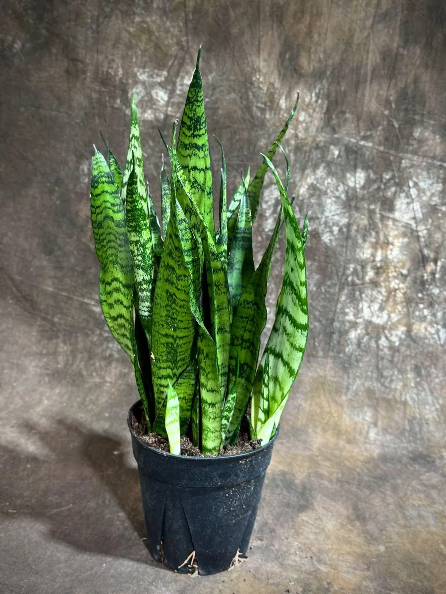 Sansevieria Zeylanica Snake Plant Live Plant – 6 inch Pot – Indoor Air Purifier - Image 5