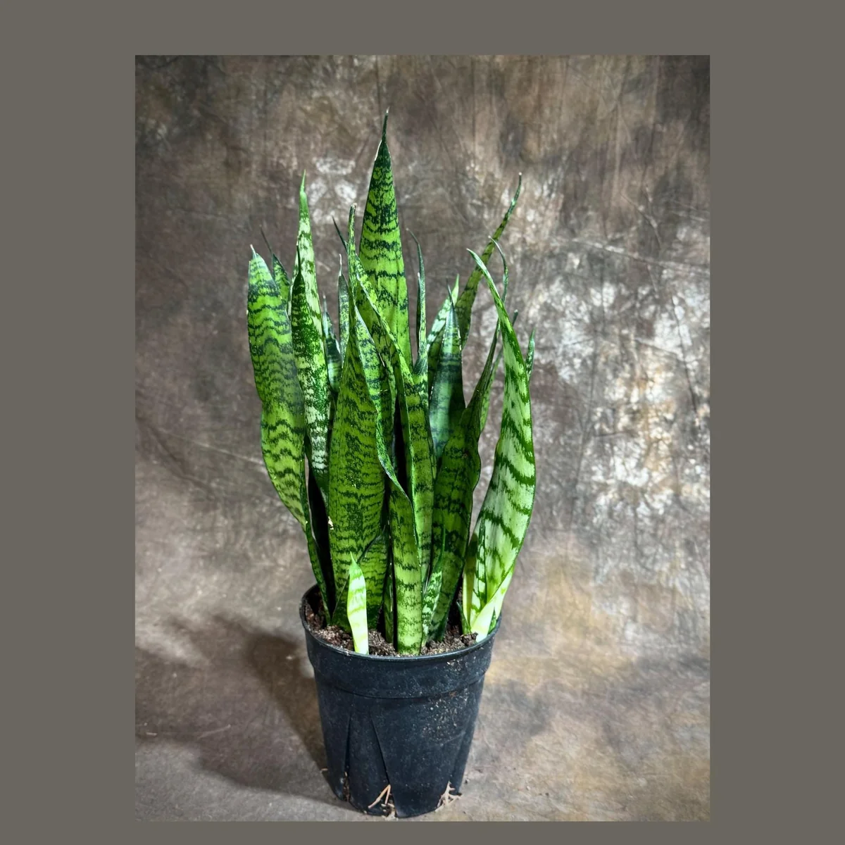 Sansevieria Zeylanica Snake Plant Live Plant – 6 inch Pot – Indoor Air Purifier - Image 1