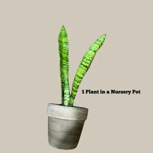 Sansevieria Zeylanica Snake Plant Live Plant - Indoor Air Purifier - Image 4
