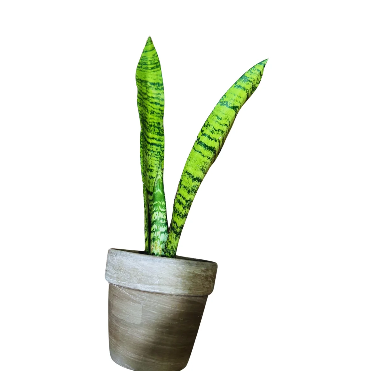Sansevieria Zeylanica Snake Plant Live Plant - Indoor Air Purifier - Image 5