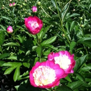 Santa Fe Peony Bareroot - Hot Pink Fragrant Perennial, 2-3 Eye, Outdoor - Image 1