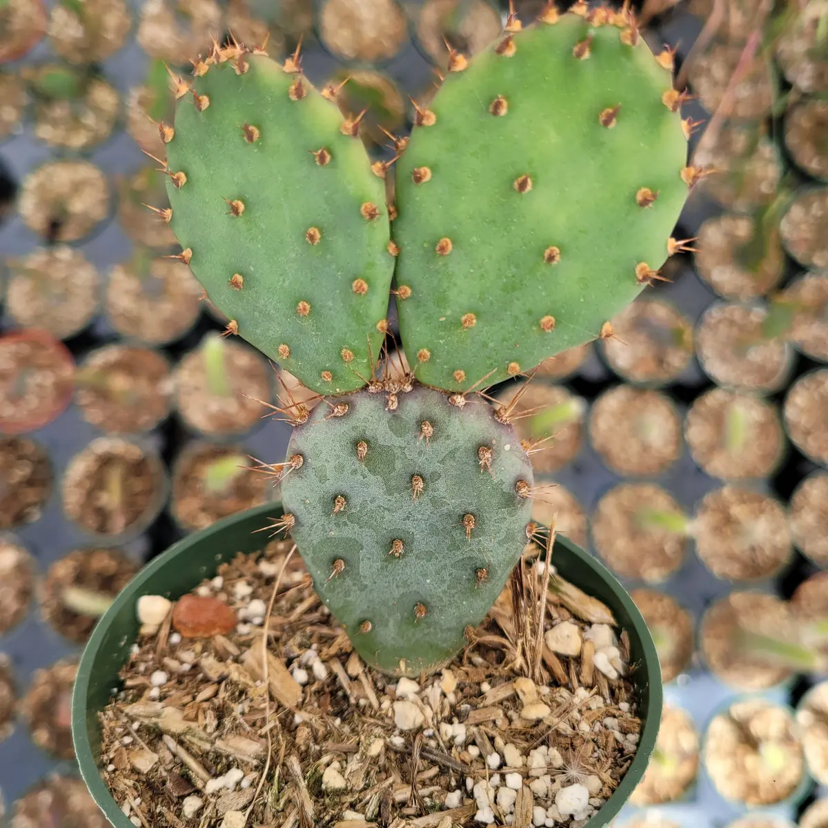 Santa Rita Purple Prickly Pear Cactus Live Plant - Opuntia Santa Rita Succulent - Image 10