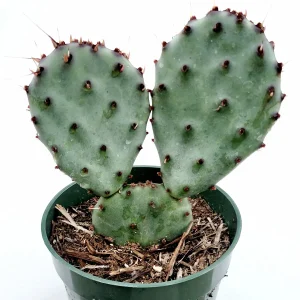 Santa Rita Purple Prickly Pear Cactus Live Plant - Opuntia Santa Rita Succulent - Image 2