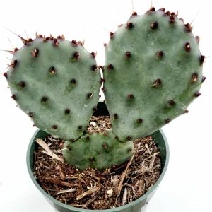 Santa Rita Purple Prickly Pear Cactus Live Plant - Opuntia Santa Rita Succulent - Image 3