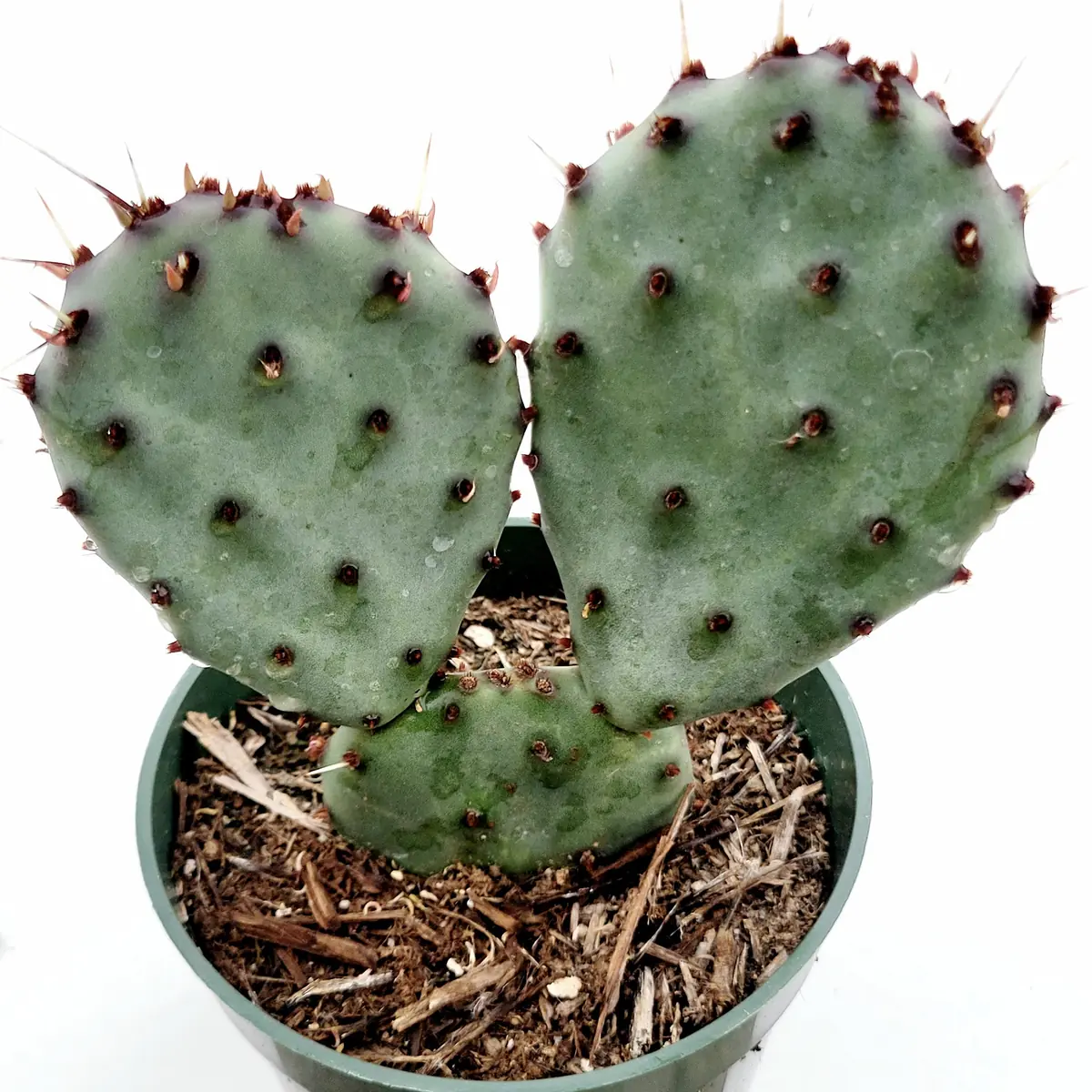 Santa Rita Purple Prickly Pear Cactus Live Plant - Opuntia Santa Rita Succulent - Image 3