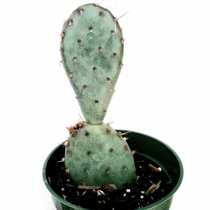 Santa Rita Purple Prickly Pear Cactus Live Plant - Opuntia Santa Rita Succulent - Image 6