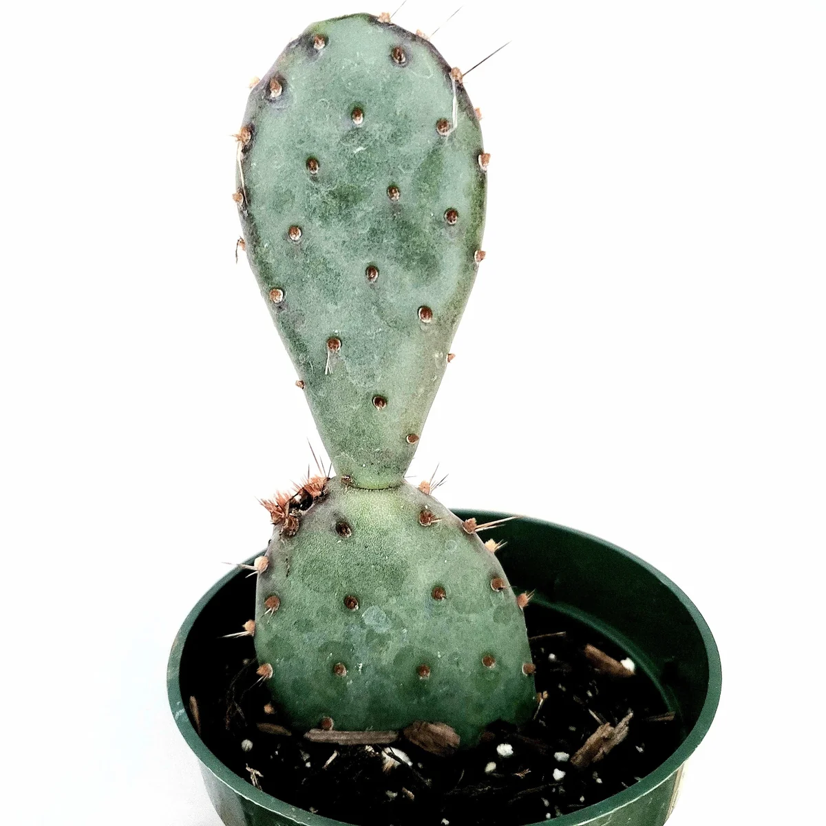 Santa Rita Purple Prickly Pear Cactus Live Plant - Opuntia Santa Rita Succulent - Image 6