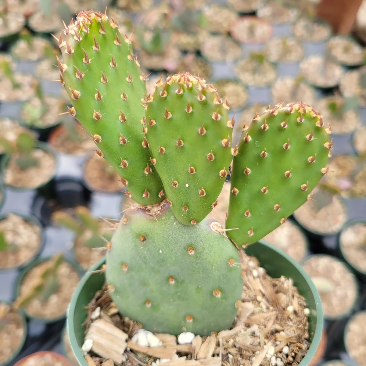 Santa Rita Purple Prickly Pear Cactus Live Plant - Opuntia Santa Rita Succulent - Image 8