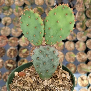 Santa Rita Purple Prickly Pear Cactus Live Plant - Opuntia Santa Rita Succulent - Image 9