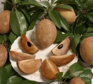Sapodilla Live Plant - 3 Feet Tall Fruit Tree - Ship in 3 Gallon Pot - Image 1