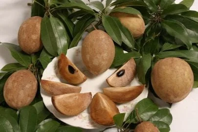 Sapodilla Molix Live Plant – 2 Feet Tall, Ship in 3 Gallon Pot - Image 1