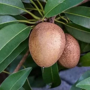 Sapodilla Tree Silas Woods Live Plant - 3 Gallon - 2-3 Feet Tall Tropical Fruit - Image 2