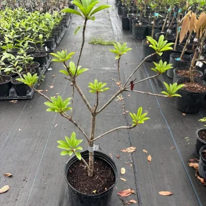 Sapodilla Tree Silas Woods Live Plant - 3 Gallon - 2-3 Feet Tall Tropical Fruit - Image 3