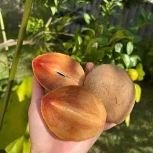 Sapodilla Tree Silas Woods Live Plant - 3 Gallon - 2-3 Feet Tall Tropical Fruit - Image 1