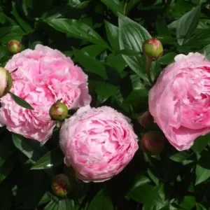 Sarah Bernhardt Peony Bareroot – 2-3 Eye, Pink Double Blooms, Fragrant - Image 3