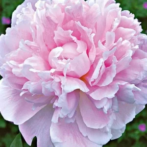 Sarah Bernhardt Peony Bareroot – 2-3 Eye, Pink Double Blooms, Fragrant - Image 1